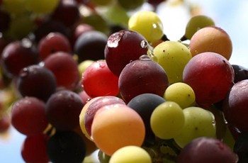 Виноград против целлюлита